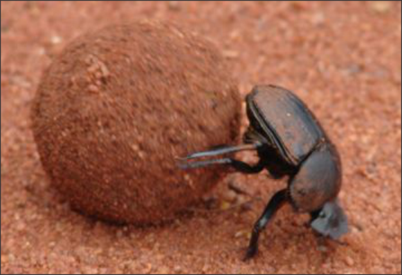 poicture of a dunb beetel rolling a ball of dung
